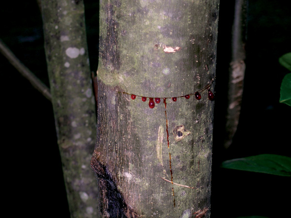 Blood On The Leaves Tree