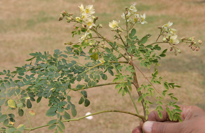does moringa contain glutathione Moringa