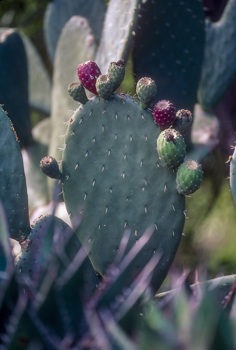 Sneak Peek: Nopal Herb Profile