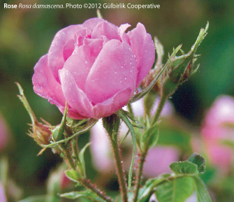 Turke Rosa Turkish Rose: A Review of the History, Ethnobotany, and Modern Uses of ...