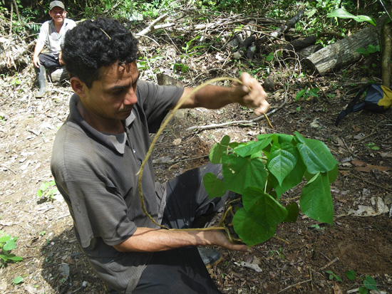 Blood of the Dragon: The Sustainable Harvest and Replanting of the Croton  lechleri Tree
