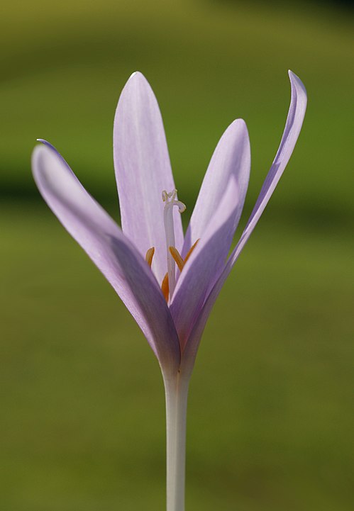 Colchicine and COVID-19