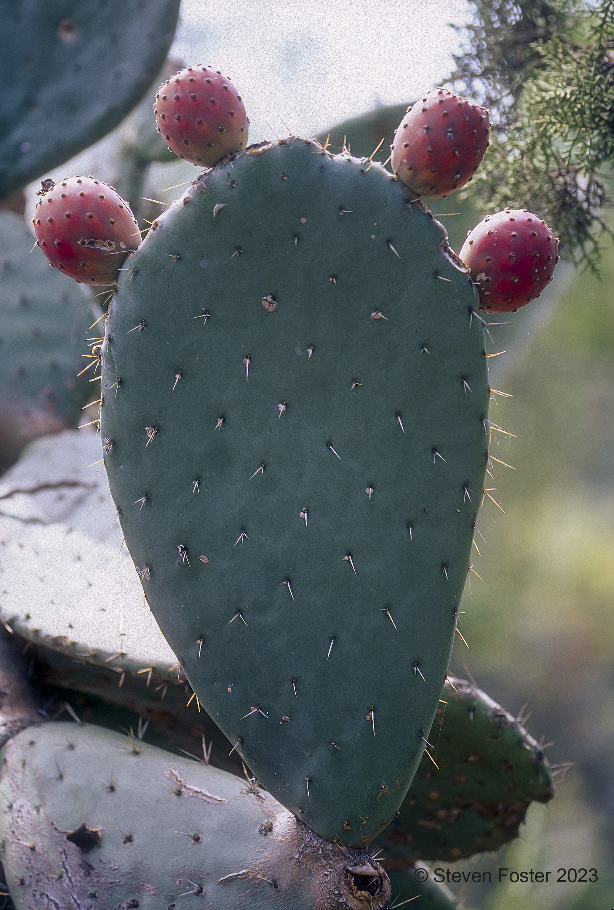 Nopal/Prickly Pear