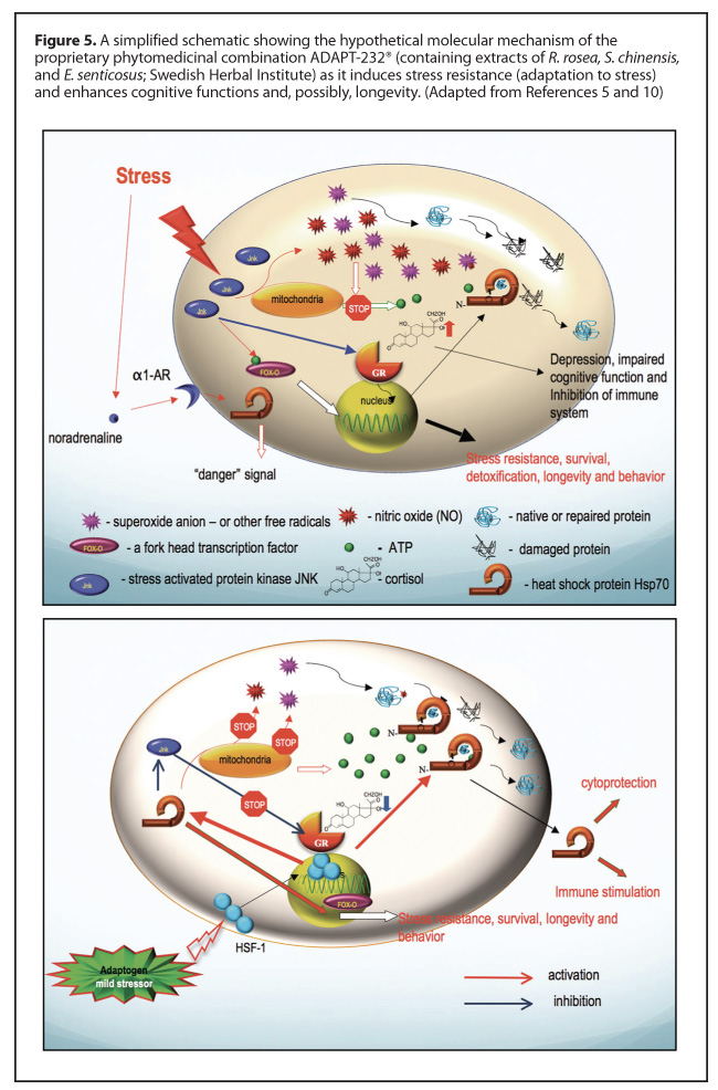 Adaptogens: A Review of their History, Biological Activity, and Clinical Benefits