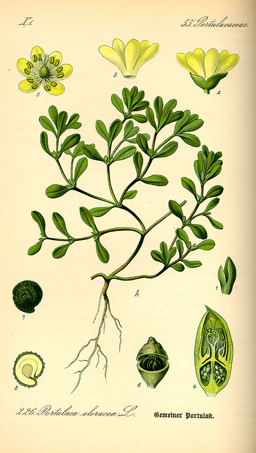 glutathione purslane journal A review on bioactive phytochemicals and ethnopharmacological potential of (Portulaca oleracea L.) An updated on applications and